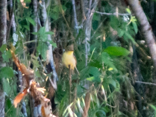Melodious Warbler