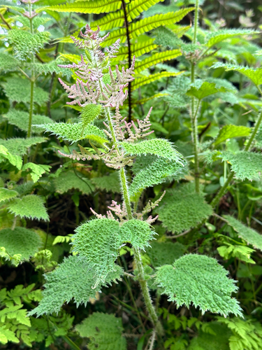 Urtica thunbergiana, photograph 5