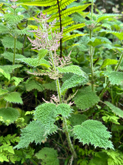 Urtica thunbergiana, photograph (c) Jaw-Jian La, some rights reserved (CC BY)