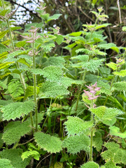 Urtica thunbergiana, photograph (c) Jaw-Jian La, some rights reserved (CC BY)