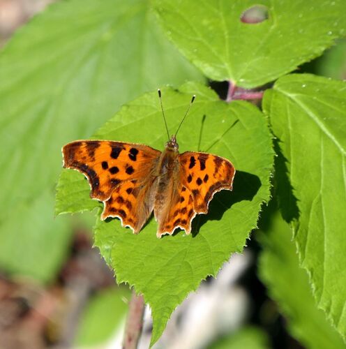 European Comma