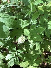 Hydrophyllum tenuipes