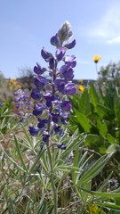 Lupinus argenteus argenteus