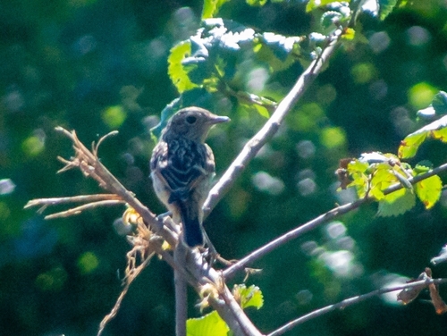 European Stonechat