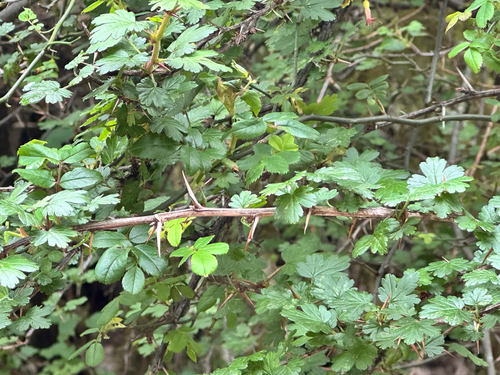 Ribes formosanum, photograph 1