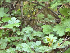 Ribes formosanum