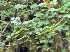 Ribes formosanum, photograph (c) Jaw-Jian La, some rights reserved (CC BY)