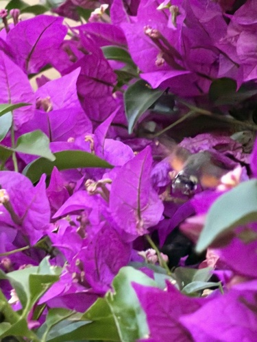Eurasian Hummingbird Hawkmoth
