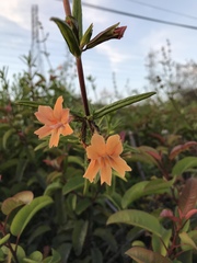 Diplacus × australis