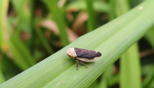 Meadow Spittlebug
