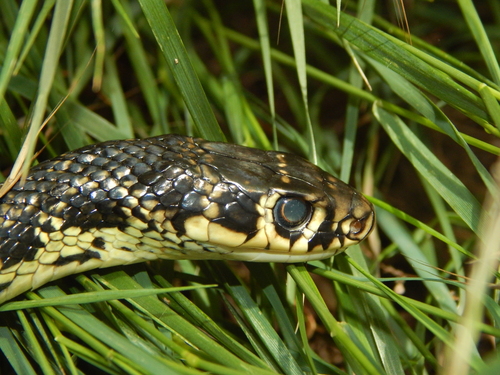 Green Whip Snake