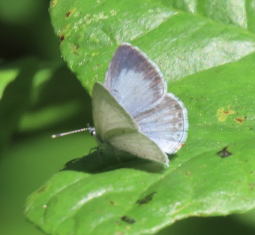 iNaturalist observation photo of Echo Azure