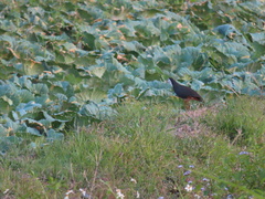 Amaurornis phoenicurus