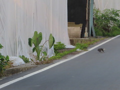 Amaurornis phoenicurus