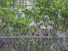 Amaurornis phoenicurus