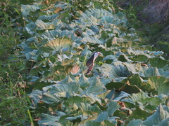 Amaurornis phoenicurus