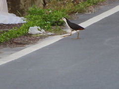 Amaurornis phoenicurus