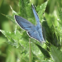 Icaricia icarioides missionensis