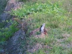 Amaurornis phoenicurus