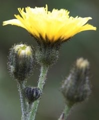 Pilosella macranthela