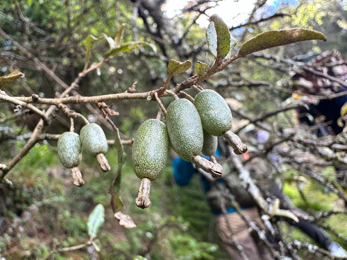 Elaeagnus glabra (Elaeagnus glabra)