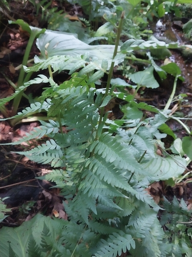 Dryopteris celsa, photograph 5