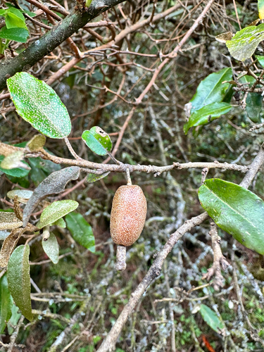 Elaeagnus glabra, photograph 1