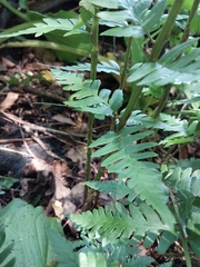 Dryopteris celsa, photograph (c) Chris Hoess, some rights reserved (CC BY-SA)