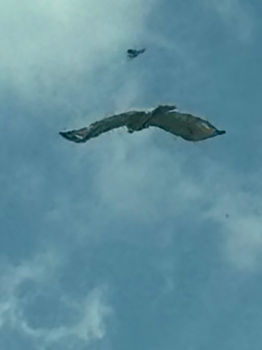 Red-tailed Hawk