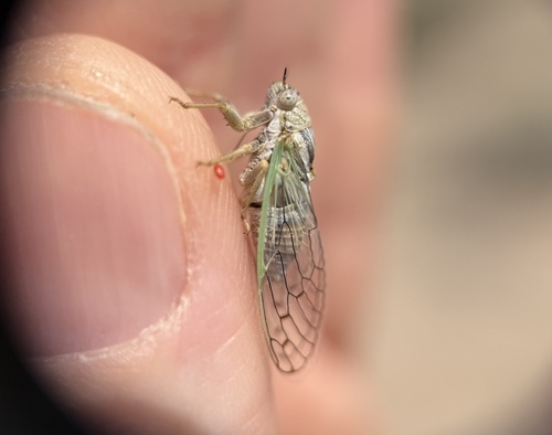 Aridland Cicada