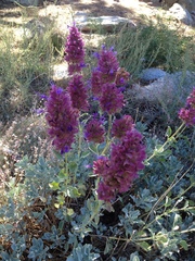 Salvia pachyphylla