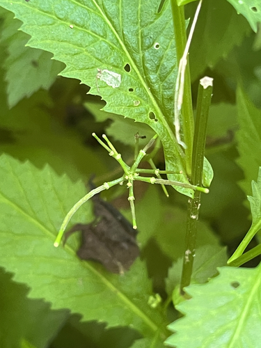Iodanthus pinnatifidus, photograph 6