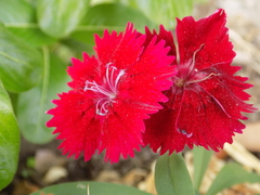Dianthus barbatus