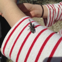 Dracotettix monstrosus