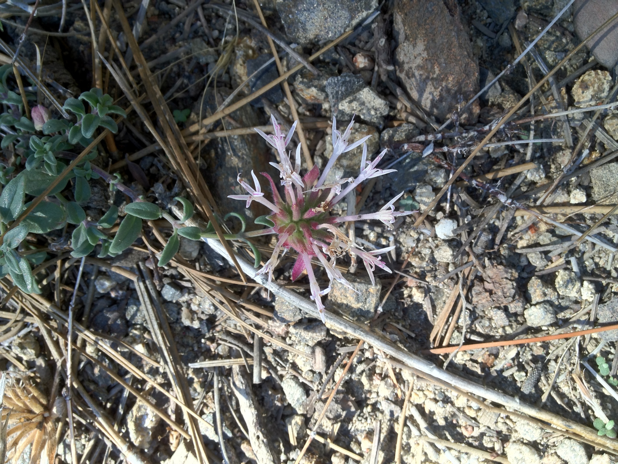 Monardella nana ssp. arida