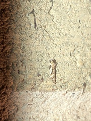 Aristotelia elegantella