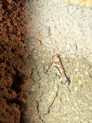 Aristotelia elegantella