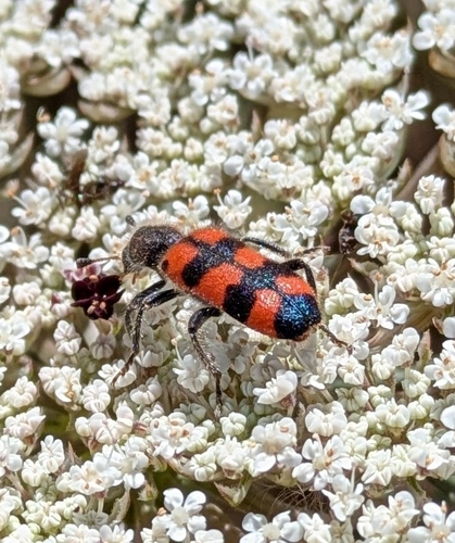 Trichodes leucopsideus