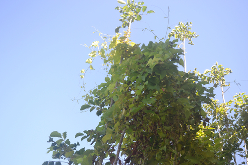 Antigonon leptopus observed 2026-06-11