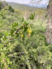Ribes quercetorum