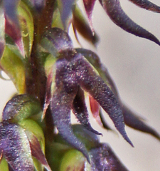Genoplesium despectans