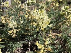 Astragalus accidens