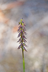 Genoplesium despectans