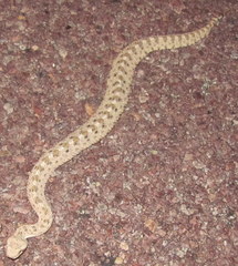 Crotalus cerastes cerastes