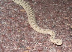 Crotalus cerastes cerastes