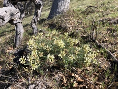 Astragalus accidens