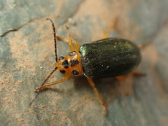 Xanthogaleruca aenescens