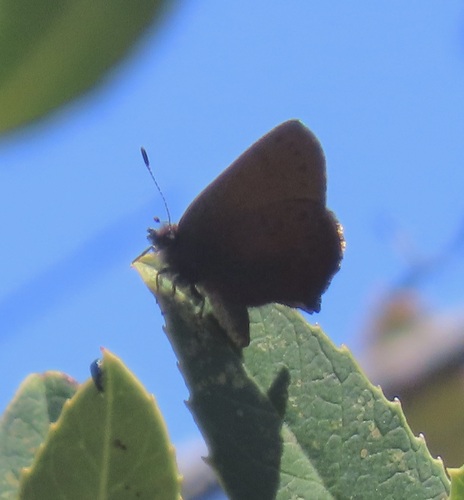 iNaturalist observation photo of Brown Elfin