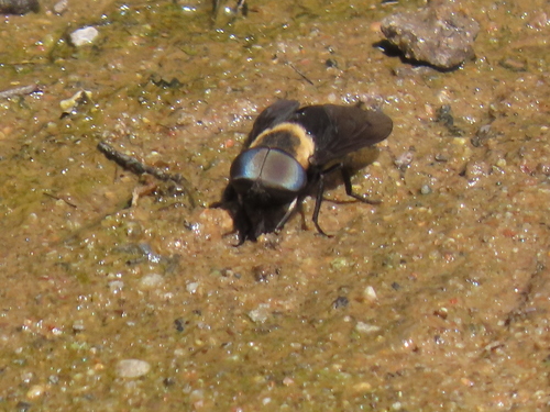 Western Black Horse Fly