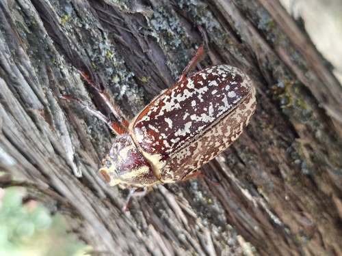 Pine Chafer